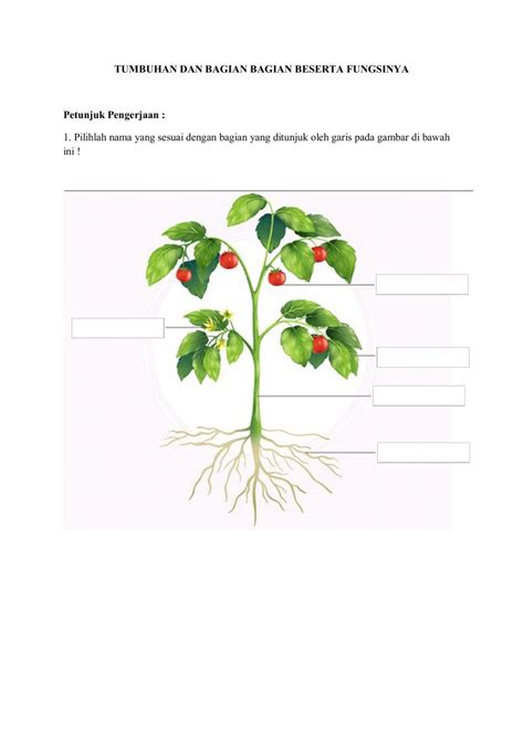 Bagian Tumbuhan Dan Fungsinya Worksheet Petunjuk Nama Gambar