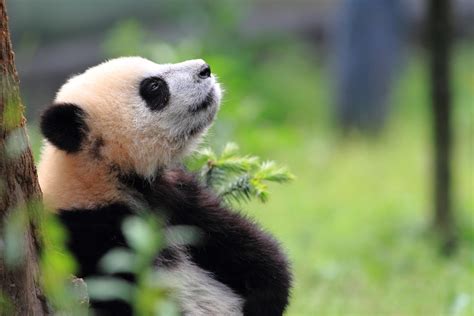 Young Panda In China Things Are Looking Up