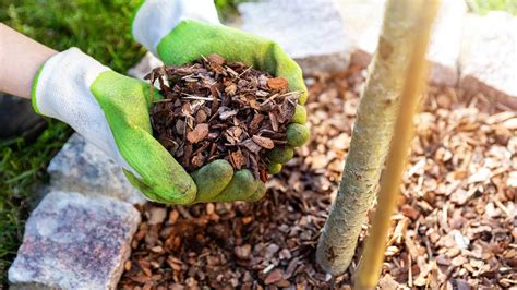 How To Mulch Around Trees Properly