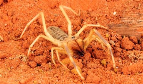 Camel Spider Unleashed Unveiling The Most Infamous Villain In Movie