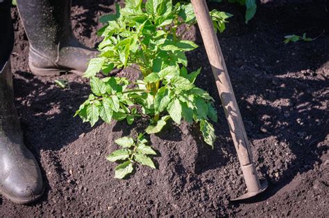 How To Grow Potatoes And When To Harvest Them Hgtv