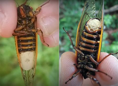 Parasitic Massospora Fungus Turns Cicadas Into Zombies Techeblog