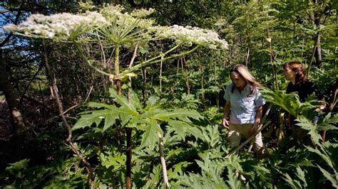 Toxic Plant That Can Cause Blindness And Burns Is Spreading Across Bc