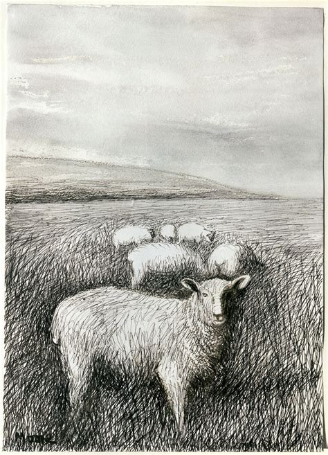 Henry Moore Sheep Drawing Content In A Cottage