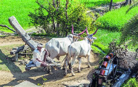 ‘rahat A Farmers Companion Of Olden Days The Tribune India