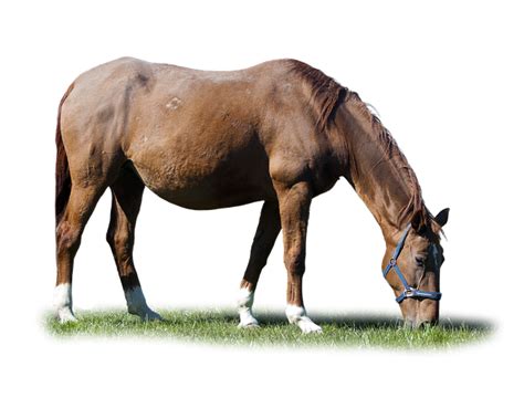 Isolated Grazing Horse Grass Brown Free Image On Pixabay