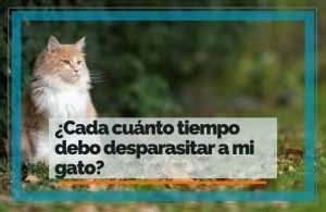 Cada cuánto tiempo debo desparasitar a mi gato