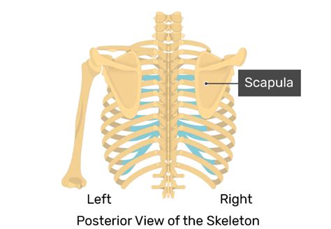 Scapula Bone Anatomy Structure And Labeled Diagram Getbodysmart
