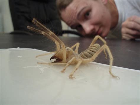 They are well developed internally, more so than most other species of spiders. 10 Reasons Why Camel Spiders Are The Most Terrifying ...