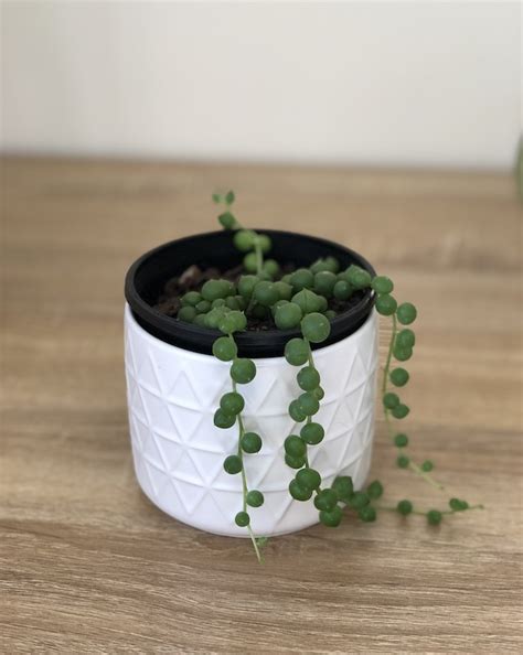 What Are The Best Grow Lights For Succulents | Keep House Plants Alive