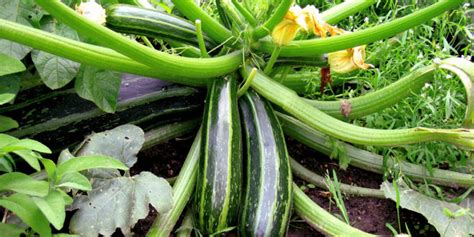 Learn how to cook zucchini 4 ways—grilled, roasted, steamed and sautéed. How to grow Zucchini in containers | Growing Zucchini ...