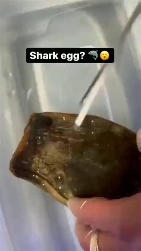 Hatching Out A Shark Egg Shark Egg Ifunny