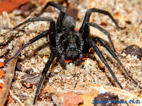 Class Arachnida Araneae Lycosidae Geolycosa Rafaelana Burrowing Wolf