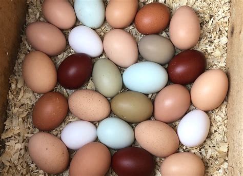Rainbow Hatching Eggs 1 Dozen Spectrum Poultry