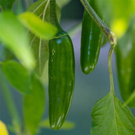 Mexican Pepper Collection Annies Heirloom Seeds