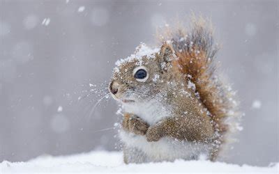 Mehr als nur ein bild. Winterbilder Tiere Als Hintergrundbild / Winter Foto ...