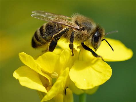 Fileapis Mellifera Brassica Napus Valingu Wikimedia Commons