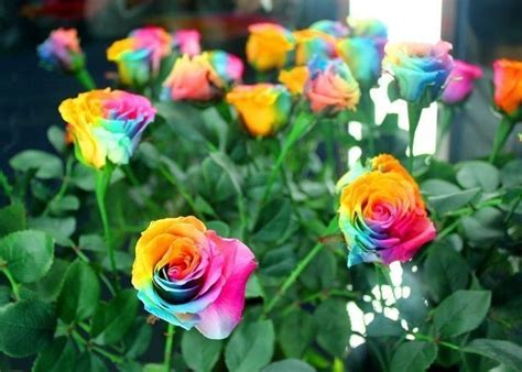Rare Holland Rainbow Rose Bush Seeds Shipping From Usa Perennial Seeds