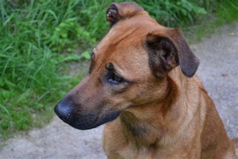 Free Images Pet Portrait Brown Snout Hybrid Vertebrate