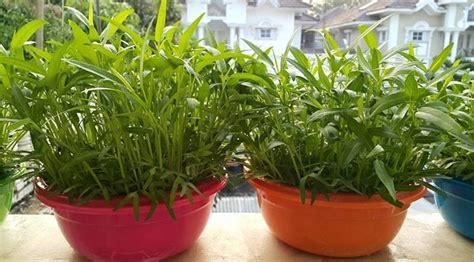 Baja foliar baja ezigrow menggalakkan pertumbuhan tanaman sehingga 70% , meningkatkan kualiti tanaman dan bebas. Cara Budidaya Kangkung Hidroponik Menggunakan Baskom Mudah ...