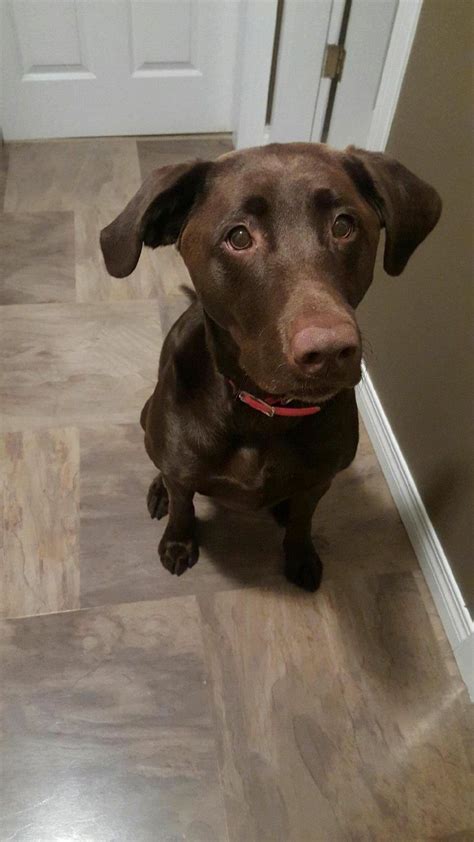 55 Brown Border Collie Chocolate Lab Mix L2sanpiero