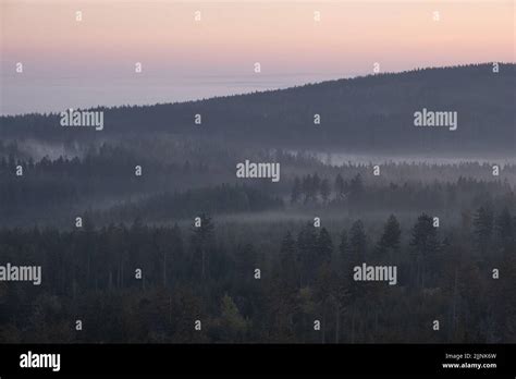 Dark Foggy Forest Hi Res Stock Photography And Images Alamy