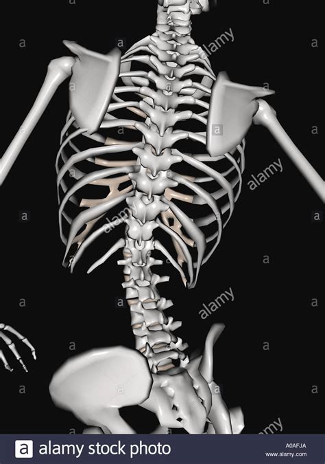 This framework consists of many individual bones and cartilages. Illustrative diagram showing skeleton focus on the shoulders back Stock Photo, Royalty Free ...