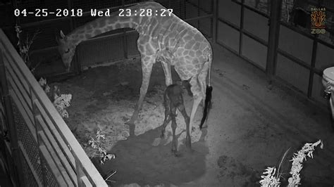 Dallas Zoo Footage Birth Of Giraffe Calf Now Named Witten Youtube