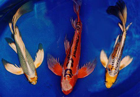 Check out our butterfly koi fish selection for the very best in unique or custom, handmade pieces from our shops. How long do Koi live?