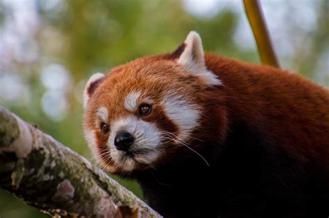 Erster Blick Auf Neue Doku über Rote Pandas Red Pandazine