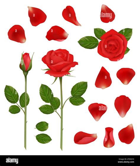 Red Roses Beautiful Romantic Flowers Buds And Petals Leaves Nature