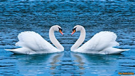 By swans 4.8 out of 5 stars 105. Crazy Facts About Swans » stunningfun.com: Interesting ...