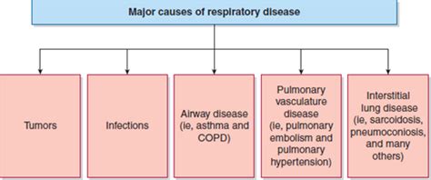 The Respiratory System Basicmedical Key