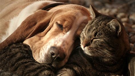 Los Dueños De Perros Son Mucho Más Felices Que Los Dueños De Gatos Según Una Encuesta Perfil