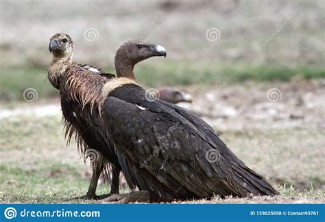 Bengaalse Gier Indian White Rumped Vulture Gyps Bengalensis Stock