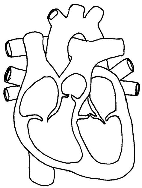 Cardiovascular System Diagram Quizlet