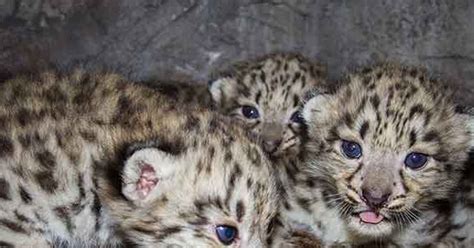 Watch Live Adorable Baby Snow Leopards Wired