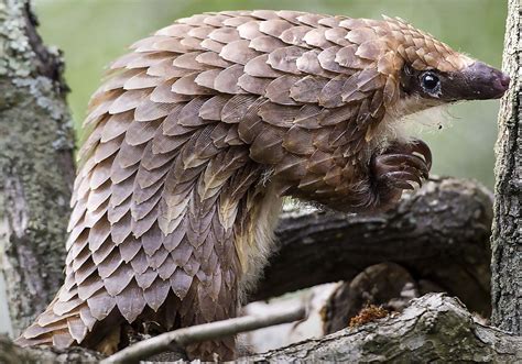 A Female White Bellied Tree Pangolin Climbs On A Limb On Wednesday May
