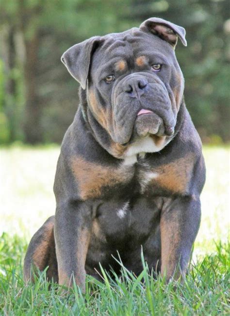 We did not find results for: Olde English Bulldogge vs English Bulldog - Breed Comparison