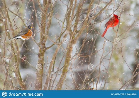 A Robin And A Male Cardinal Perch On A Snowy Bush Stock Photo Image