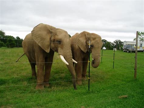 Buckles Blog Riddle Elephant Sanctuary 1