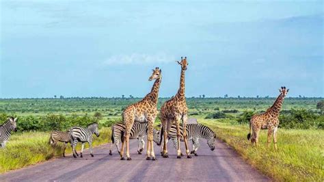 Kruger National Park 3 Days Best Ever Safari From Cape Town Getyourguide