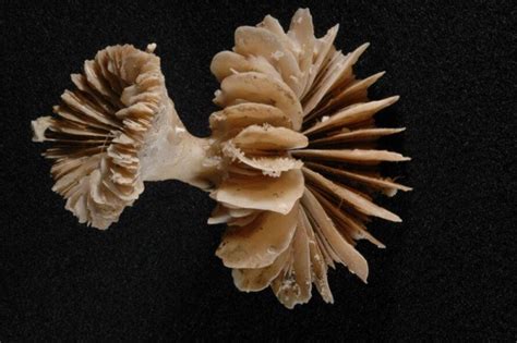 Deep Sea Coral Fossils Act As A Time Machine For Rising Co2 Levels