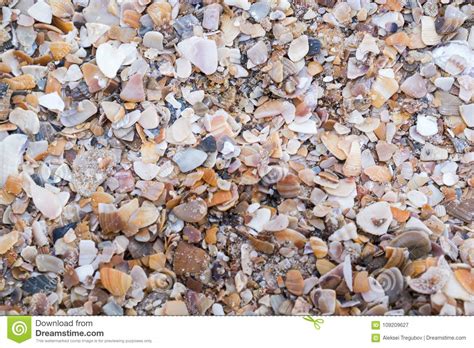 Shell Fragments On The Seashore Background Texture Wallpaper Stock