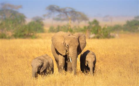 Descargar Fondos De Pantalla Los Elefantes La Vida Silvestre De África