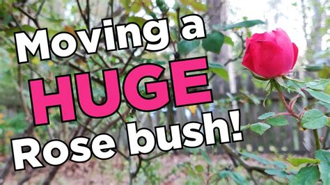 Transplanting A Huge Climbing Rose Bush Youtube