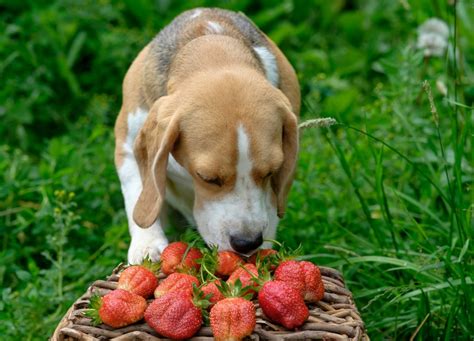 Some of the listed foods may be a bit confusing. Can Dogs Eat Fruit? A Guide To What Fruit Dogs Can Eat