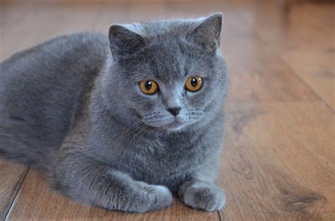Finding British Shorthair Breeders That You Can Trust