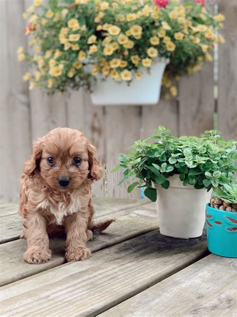 Emails are discouraged until you check our site, www.ohiopuppyrescue.org. Cavapoo Puppies For Sale | Seaman, OH #299686 | Petzlover