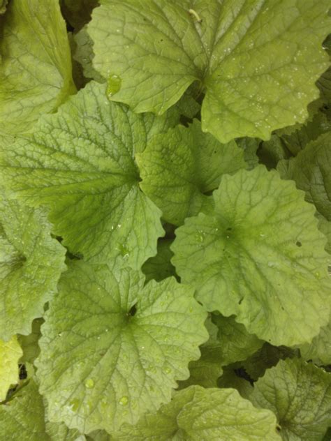 Growing And Eating Garlic Mustard A Food Forest In Your Garden